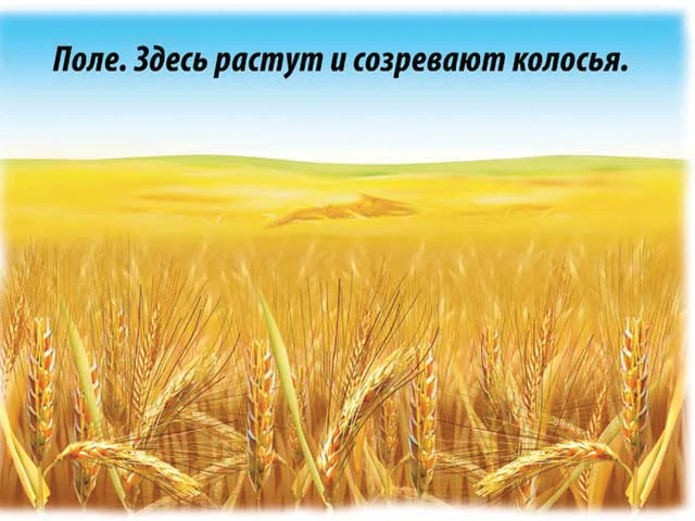 В-Д."Хлеб-всему голова" Д-479 /14 - Image 3