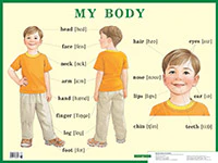 Строение тела человека. My body. Наглядное пособие по английскому языку для начальной школы