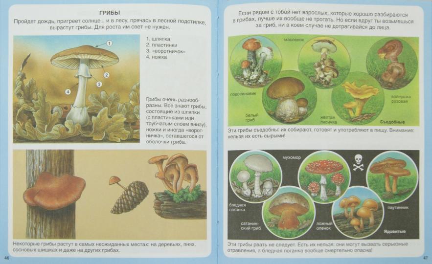 Жизнь леса - Image 2