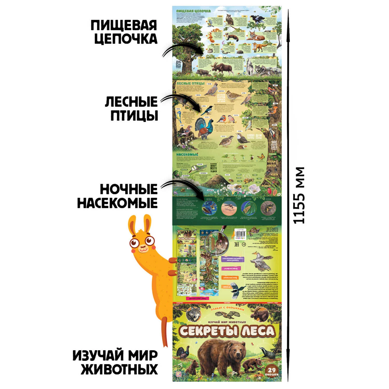 Malamalama. Плакат с окошками "Секреты леса" 29 окошек - Image 2